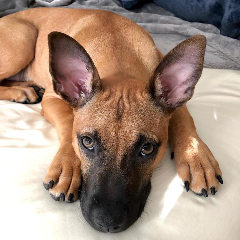 Can Pet Food be Sustainable Without Sacrificing Quality? - www.anythingvegan.com.au