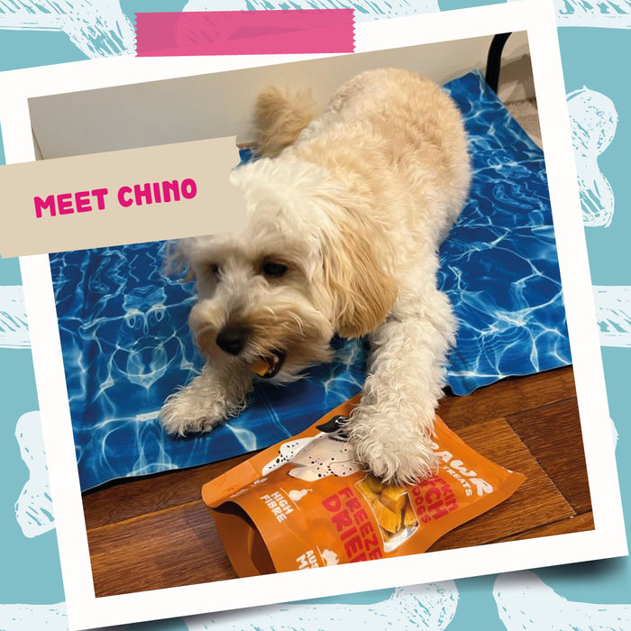 Pumpkin Patch For Dogs