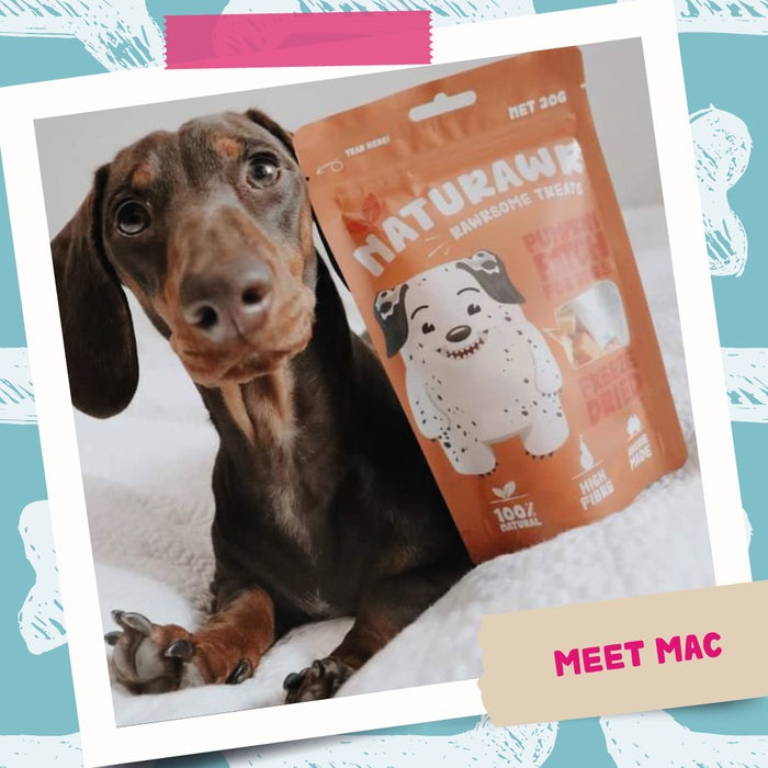 Pumpkin Patch For Dogs