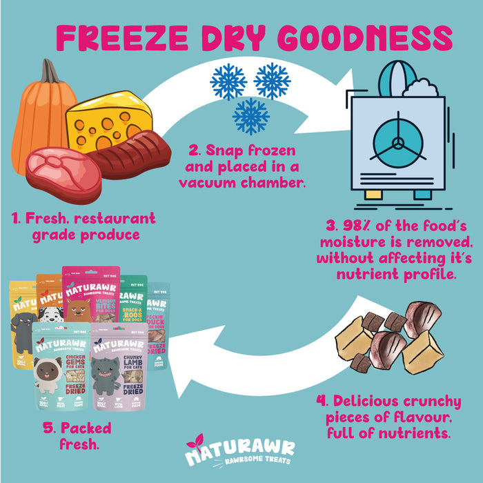 Pumpkin Patch For Dogs